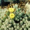 Grusonia_bulbispina